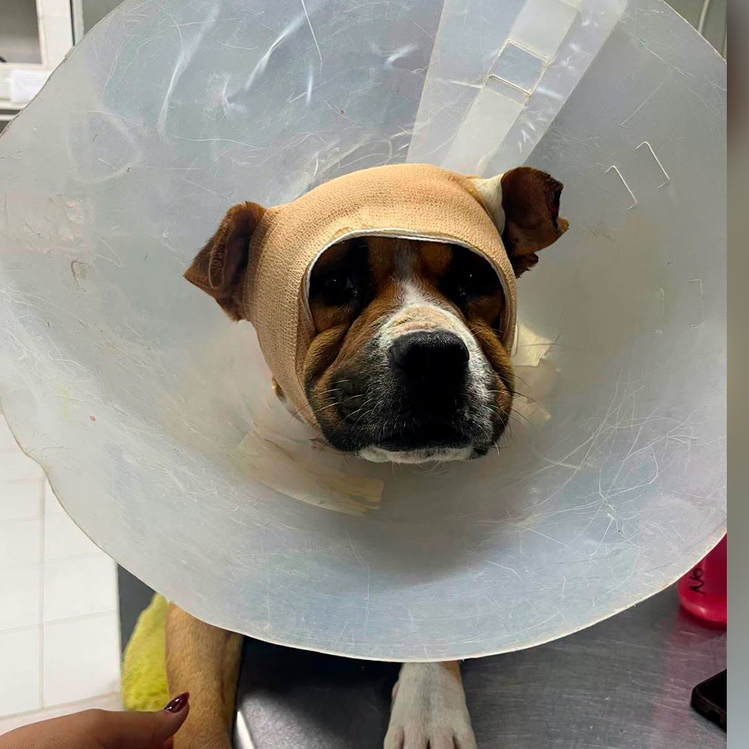 Denuncian a Sujeto por Atacar con Machete a Perro en Gómez Palacio